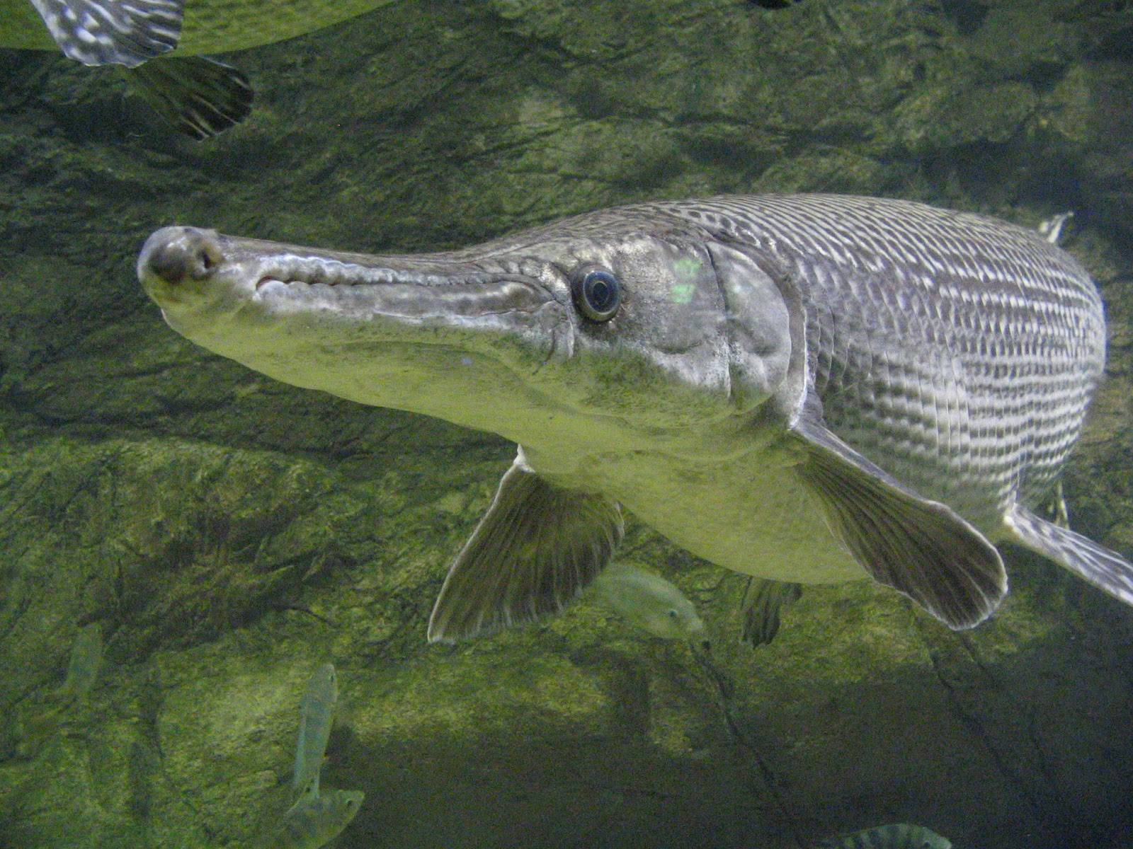 Топ-10 самых крупных пресноводных рыб мира (10 фото)