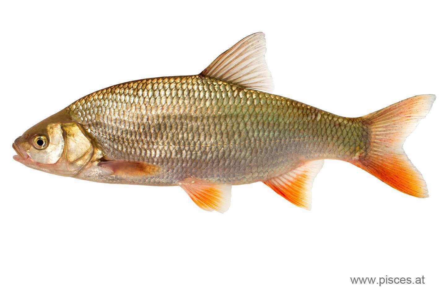 Чебак или плотва: тонкости ловли сибирской рыбы - читайте на сatcher.fish
