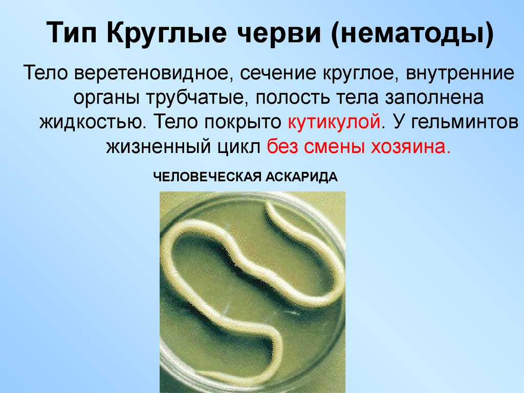 Аскариды кратко. Круглые черви нематоды паразиты. Круглые черви, класс Nematoda;. Тип круглые черви нематоды. Круглые гельминты (класс нематод);.