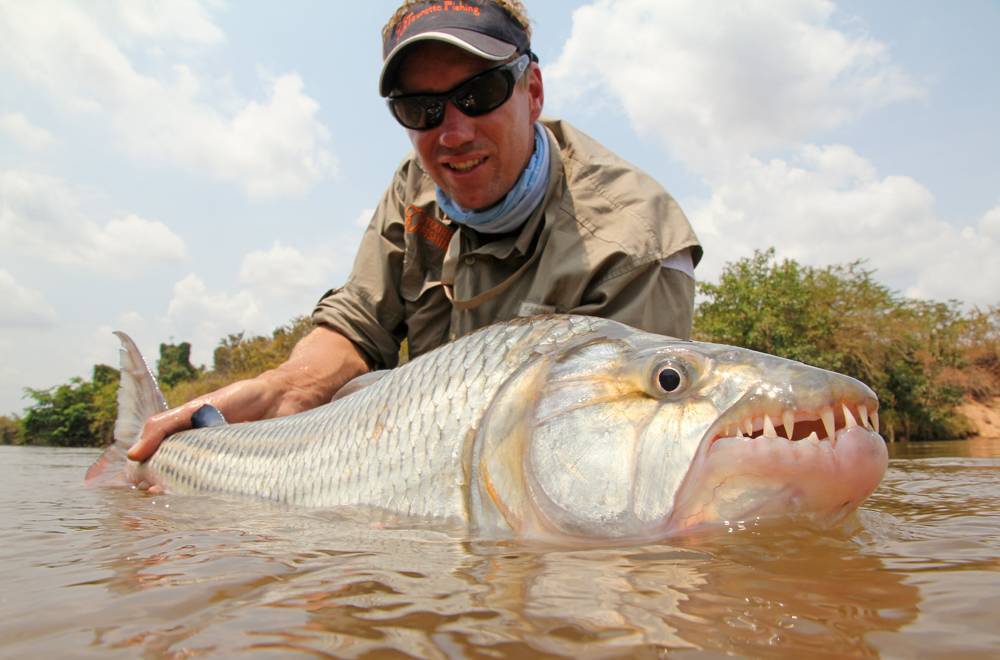 Тигровая рыба африканская большая фото и описание – каталог рыб, смотреть онлайн