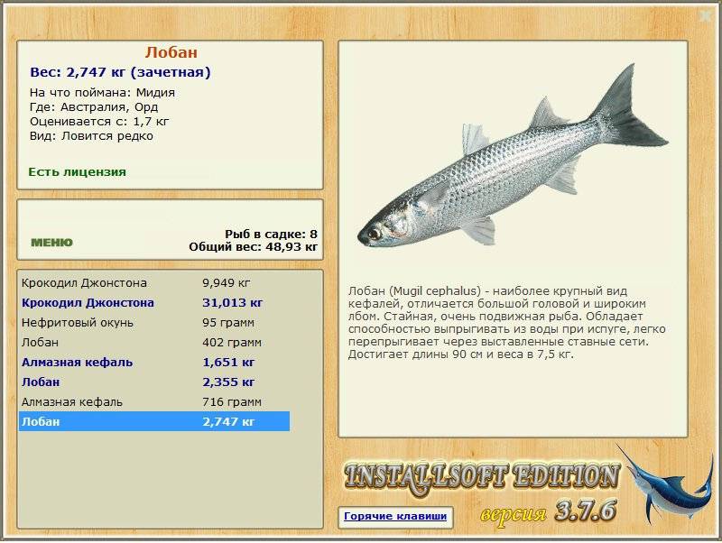 Рыба кефаль, характеристика вида, особенности питания и поведения