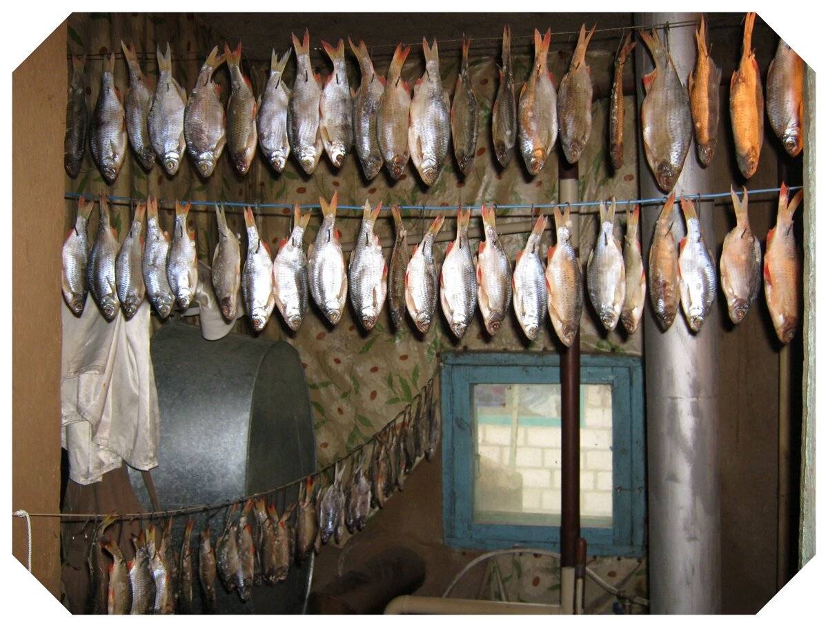 Как вялить рыбу в домашних условиях? рецепт вяления речной рыбы :: syl.ru
