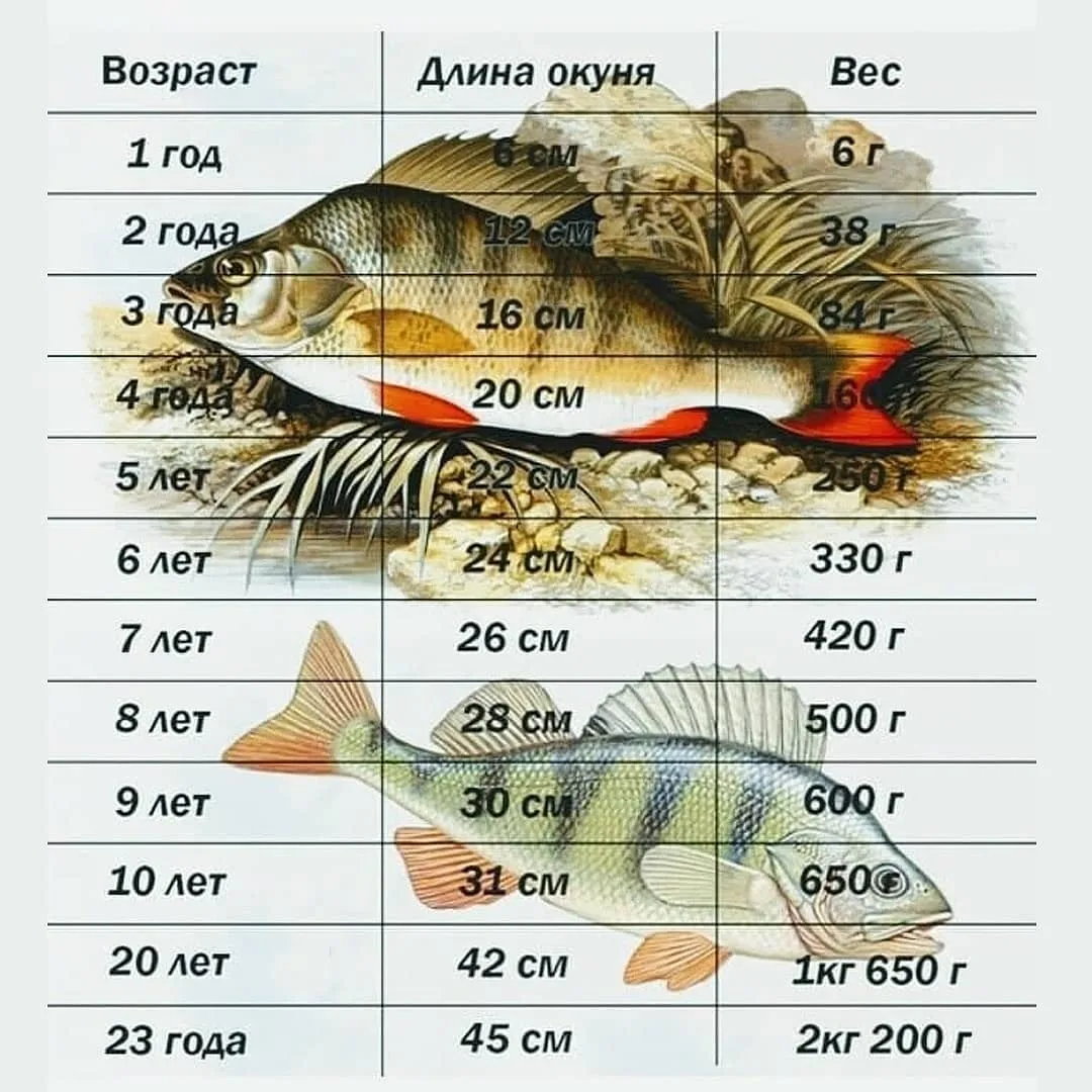 Рыба карп вытесняет 500 см3 воды. Вес окуня по размеру. Размер и Возраст окуня. Окунь Размеры. Размер окуня по годам.