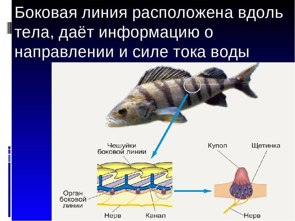 Боковая линия у рыб: строение, предназначение, факты