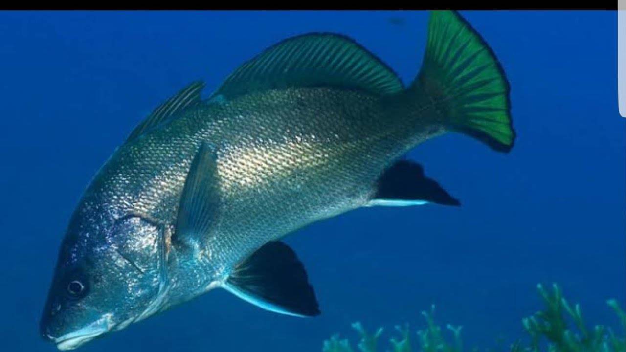 Рыба «горбыль полосатый» фото и описание