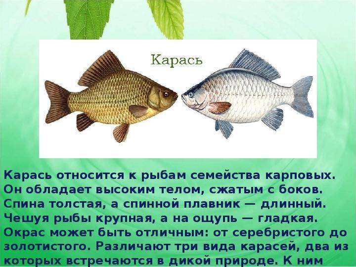 Рыба карась: разновидности и особенности поведения