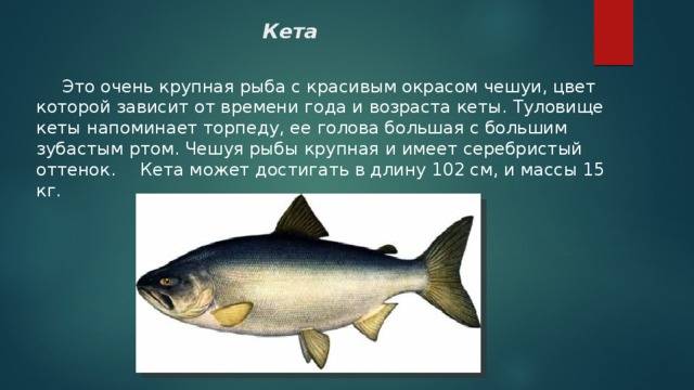 Сёмга (атлантический лосось): описание рыбы, где обитает, чем питается, сколько живет