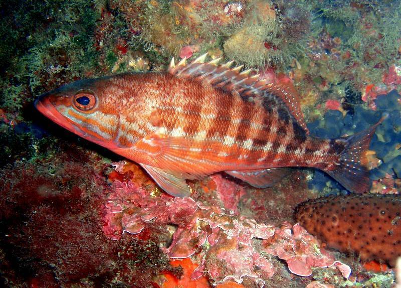 Каменный окунь-ханос фото и описание – каталог рыб, смотреть онлайн
