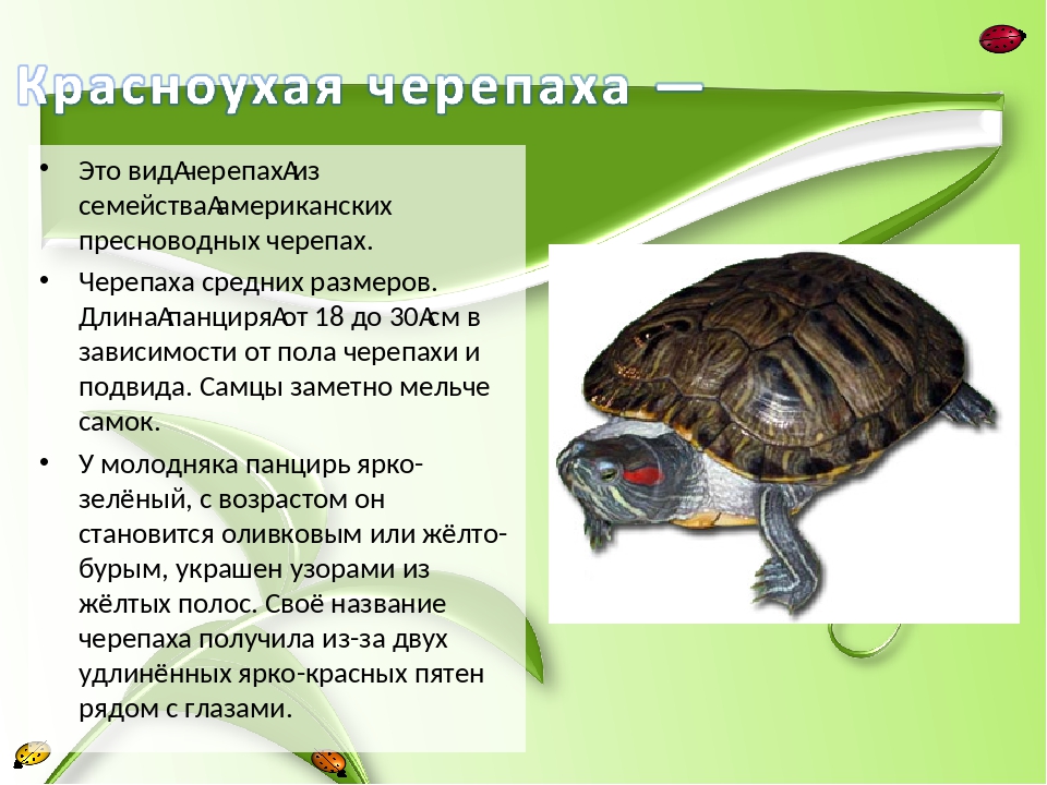 Черепахи особенности строения и представители. Красноухая черепаха земноводная. Презентация про красноухих черепах. Описание черепахи. Красноухая черепаха презентация.