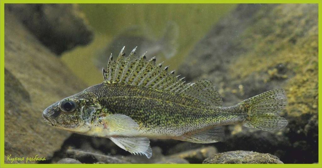 Ерш – маленькая рыбка с интересными достоинствами