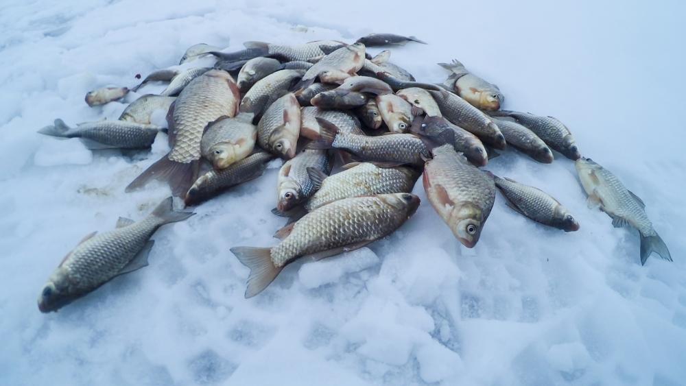 Зимняя подледная рыбалка для новичков