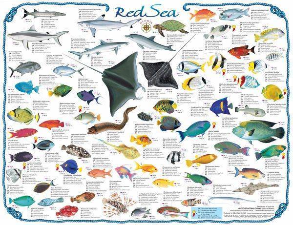 Спар золотой фото и описание – каталог рыб, смотреть онлайн