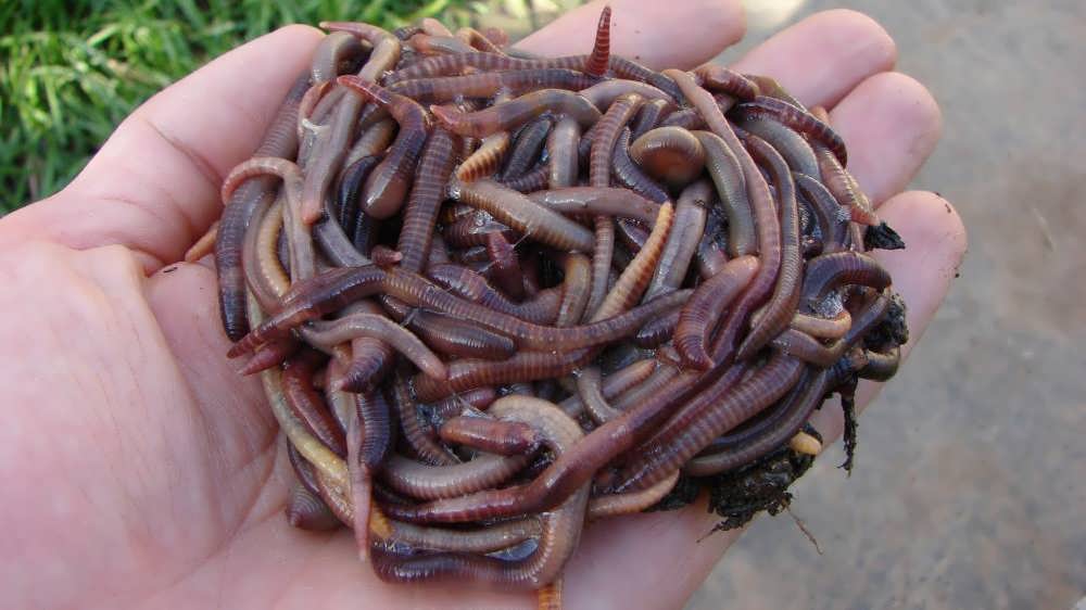 Разведение червей для рыбалки в домашних условиях