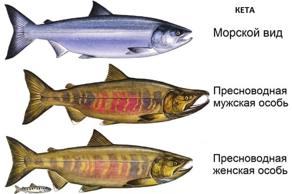 Кета: описание рыбы, виды, способы ловли и пищевая ценность