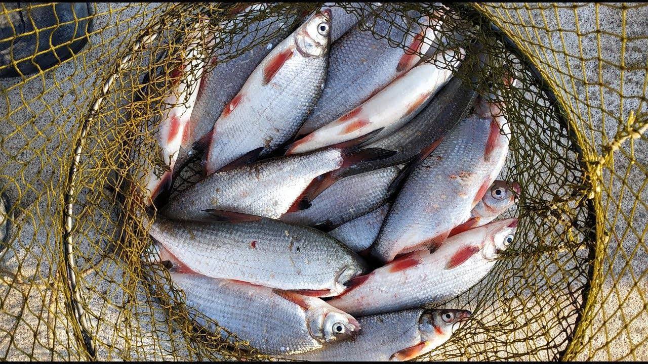 Заметки о ловле осеннего рыбца на нижнем дону