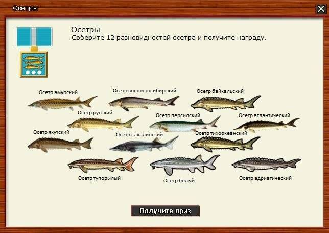 Рыба осетр: как выглядит, где обитает и сколько живет,основные виды семейства осетровых