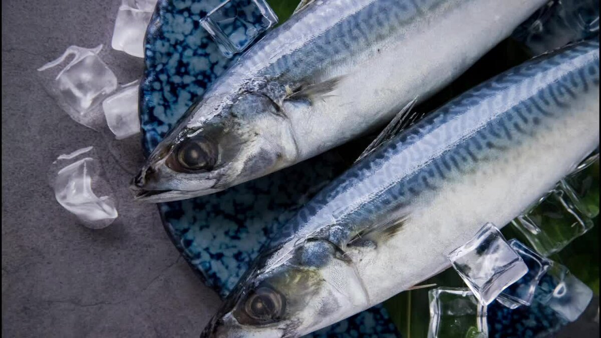 Как называется рыба похожая на скумбрию. разница между макрелью и скумбрией