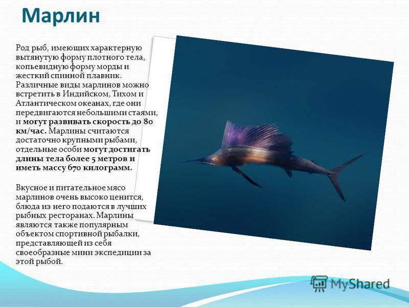 Коста-рика » голубой марлин (blue marlin, makaira nigricans)