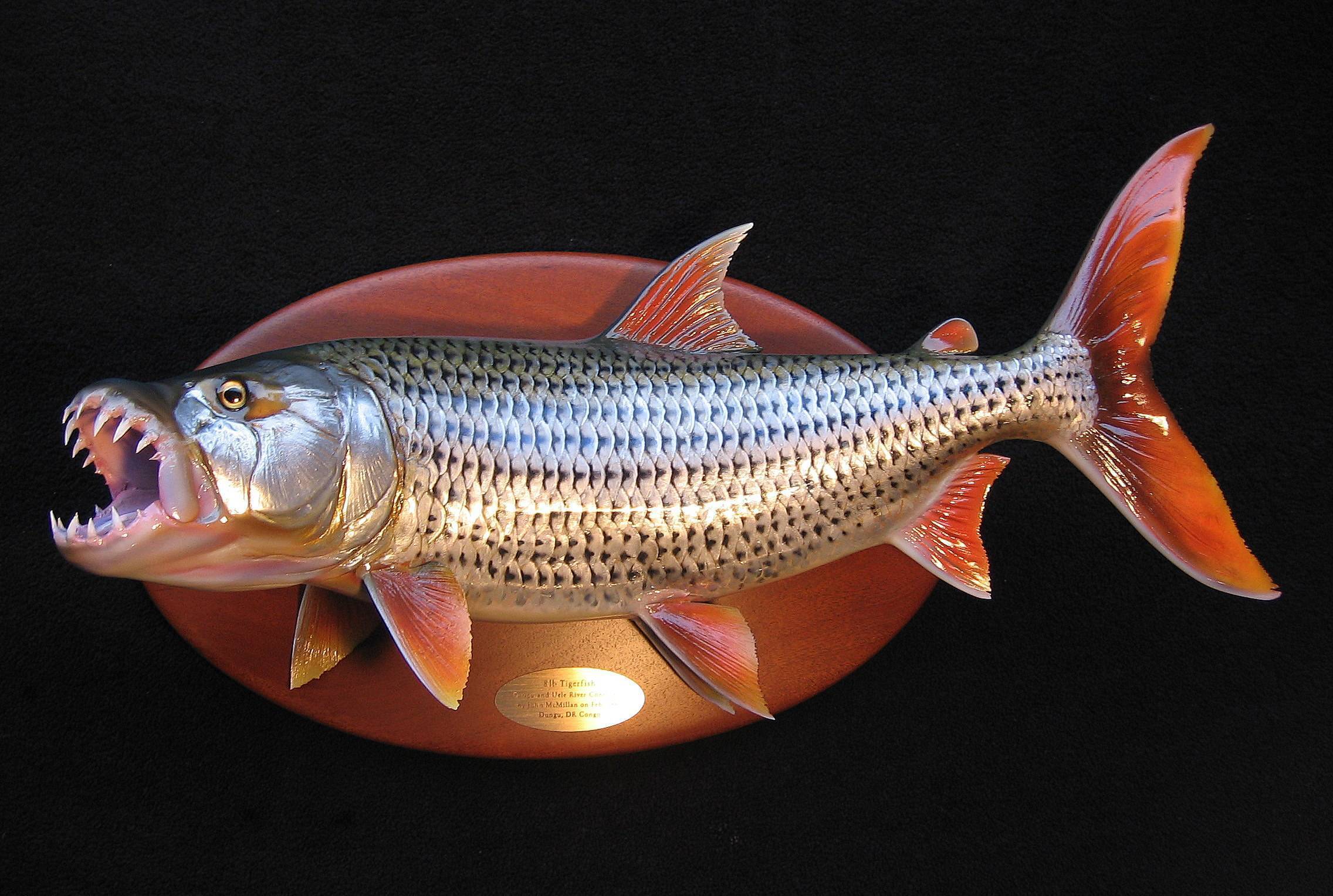Тигровая рыба (hydrocynus vittatus)