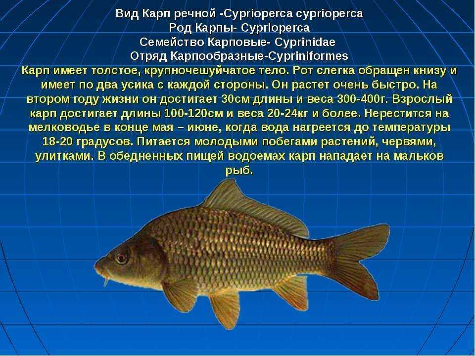 Топ мест, где можно порыбачить в удмуртии