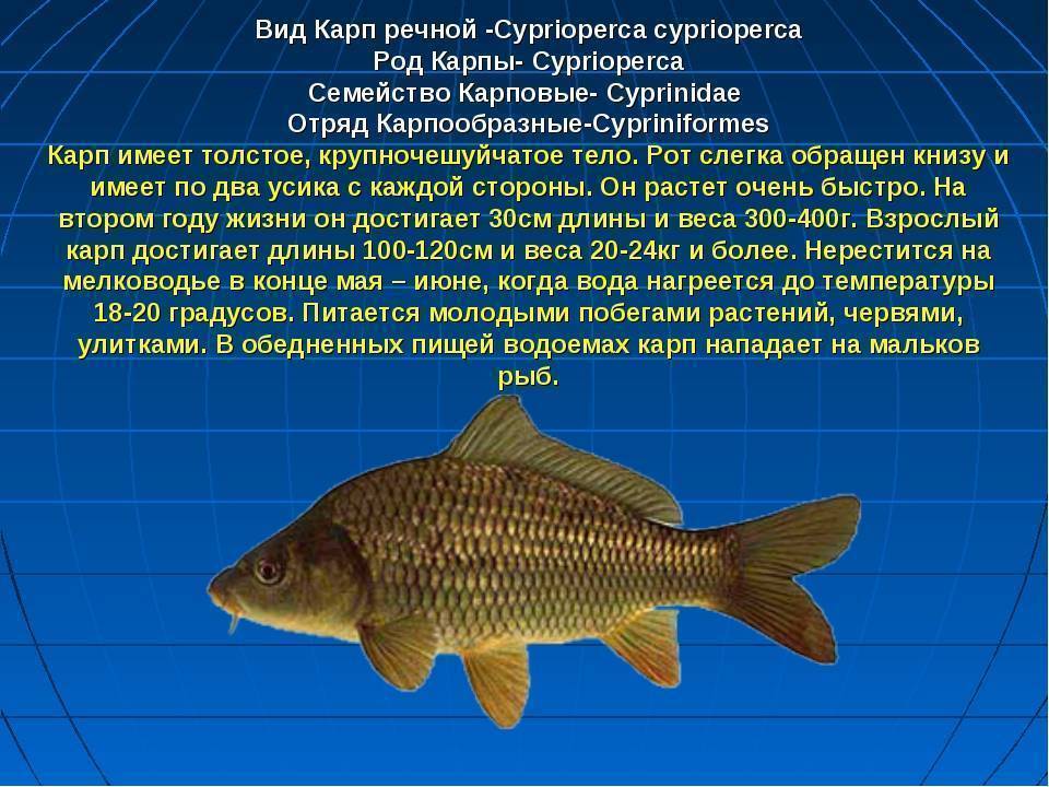 Рыба красноперка