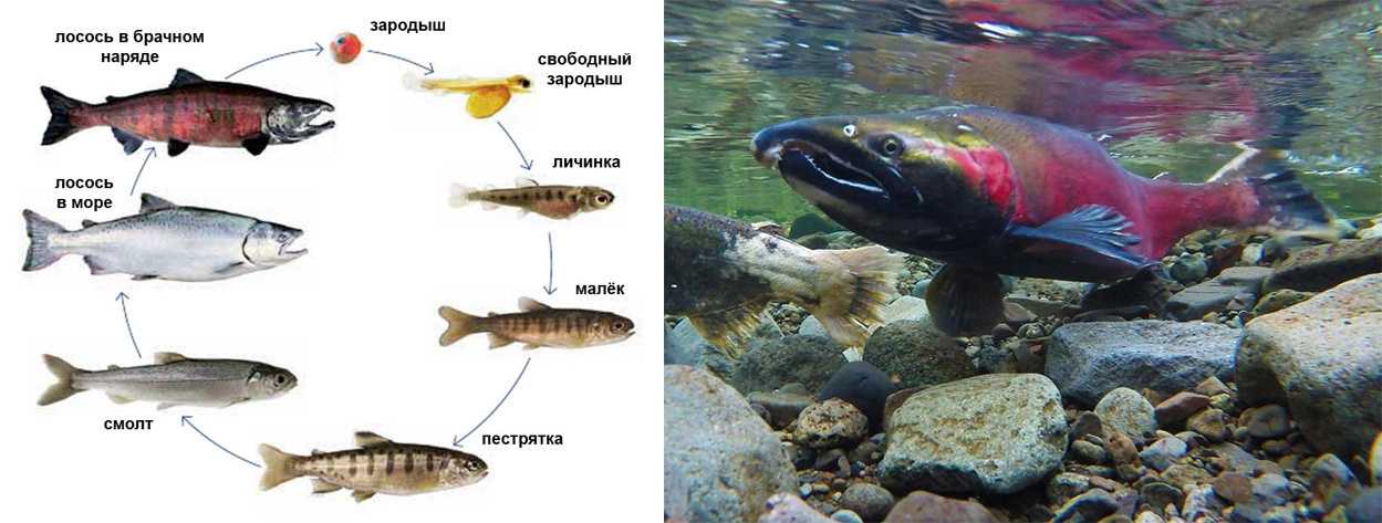 Рыба чир: описание и фото, нерест, условия обитания, как поймать