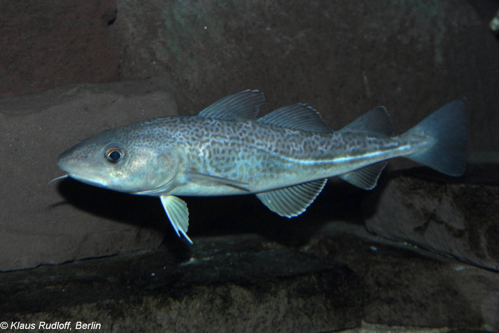 Треска рыба. образ жизни и среда обитания рыбы трески