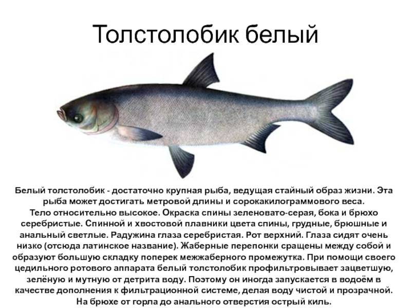 Толстолобик - подробное описание рыбы: где обитает, чем питается
