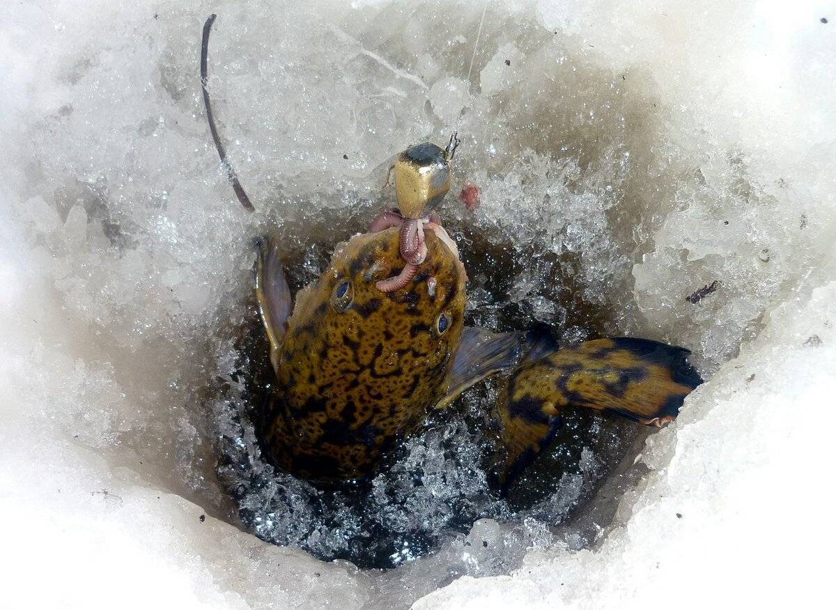 Ловля чебака на мормышку зимой: какую удочку и оснастку для рыбалки выбрать, клюет ли по первому льду, а также повадки рыбы в это время года