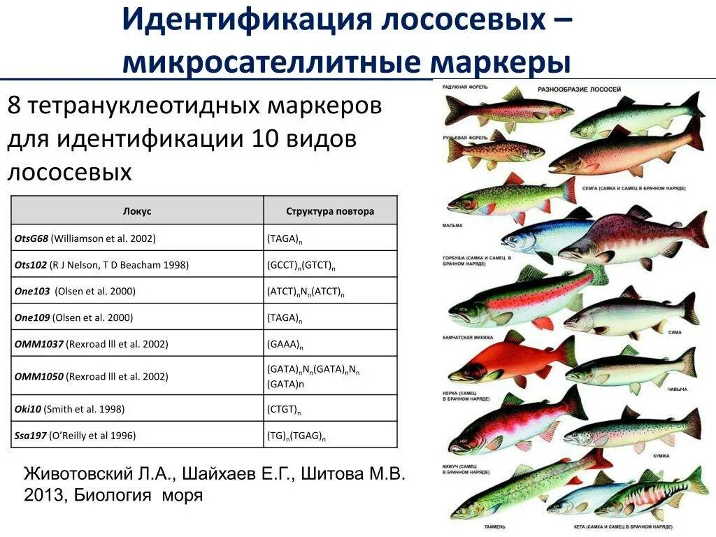 Полный список лососевых рыб