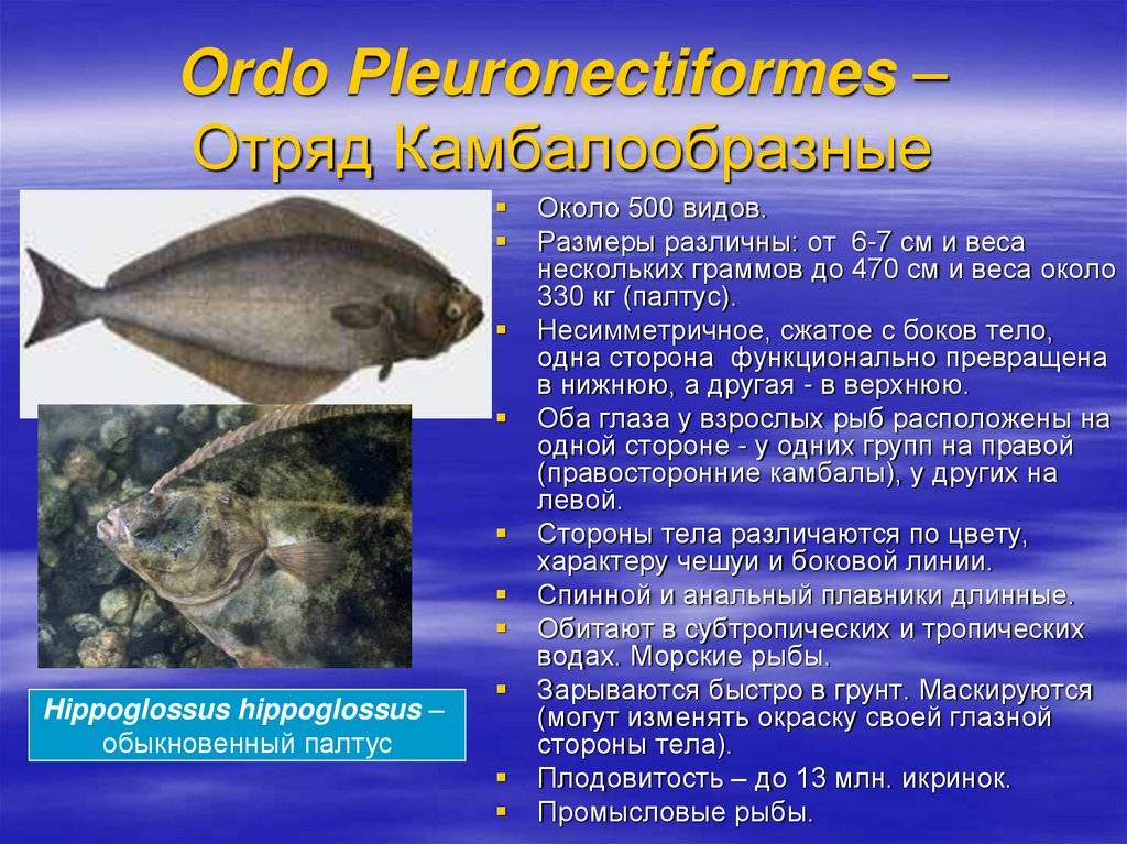 Морская камбала тип. Палтус семейство камбаловых. Камбалообразные рыбы характеристика. Отряд камбалообразные представители. Камбала презентация.