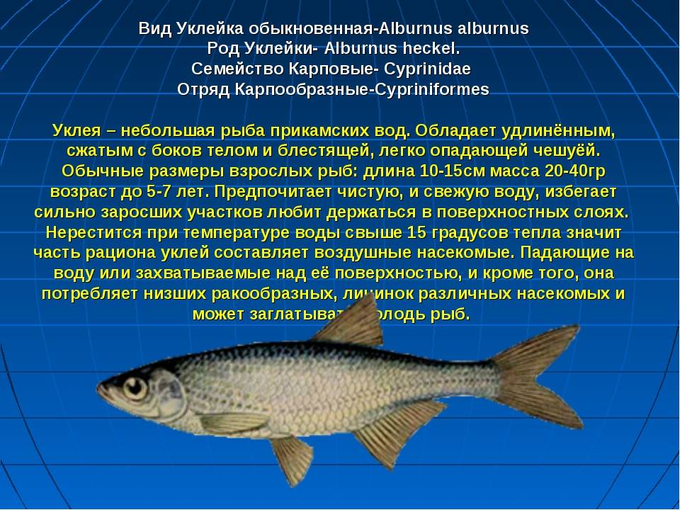 Ряпушка