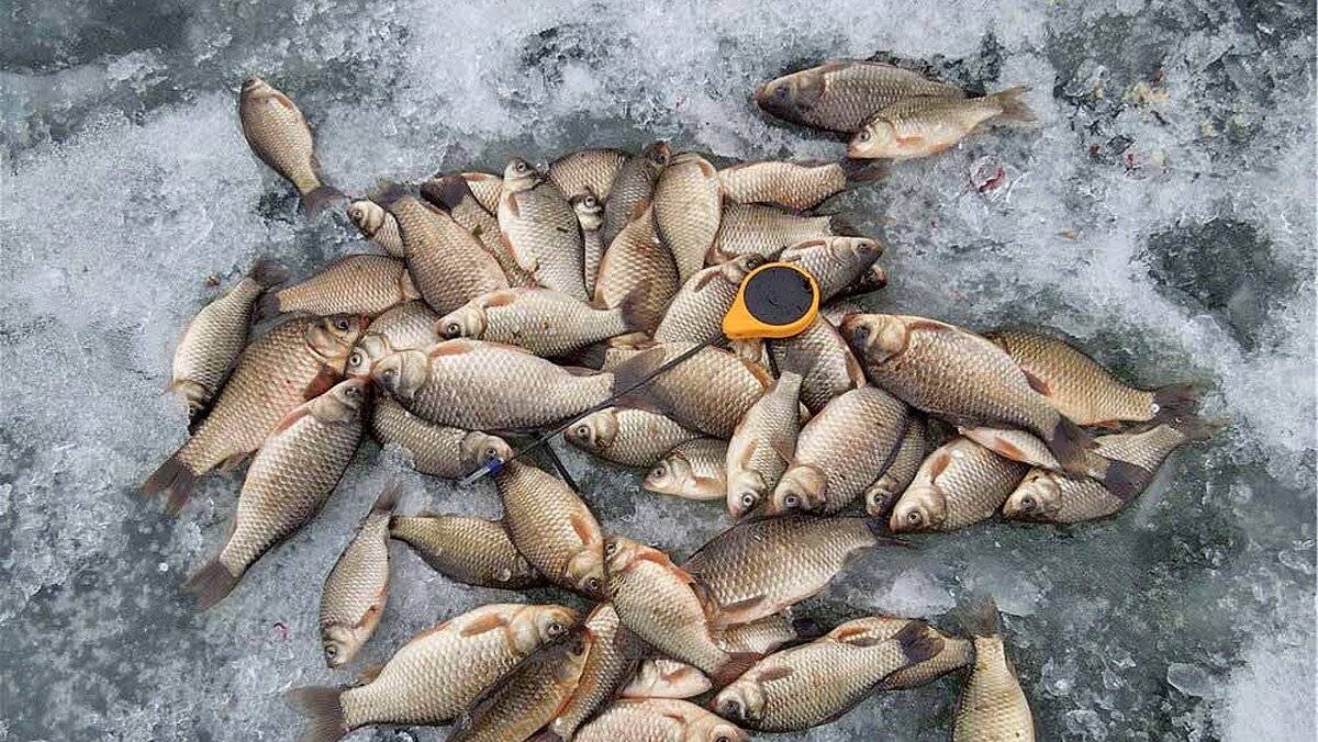 Рыбалка на карася 2024. Рыбалка зимой. Ловля карася зимой. Зимняя рыбалка на карася. Карас.химои.