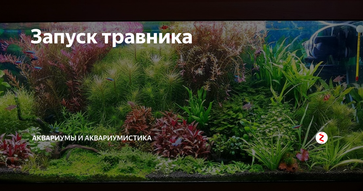 Аквариум травник с пошаговой инструкцией для начинающих