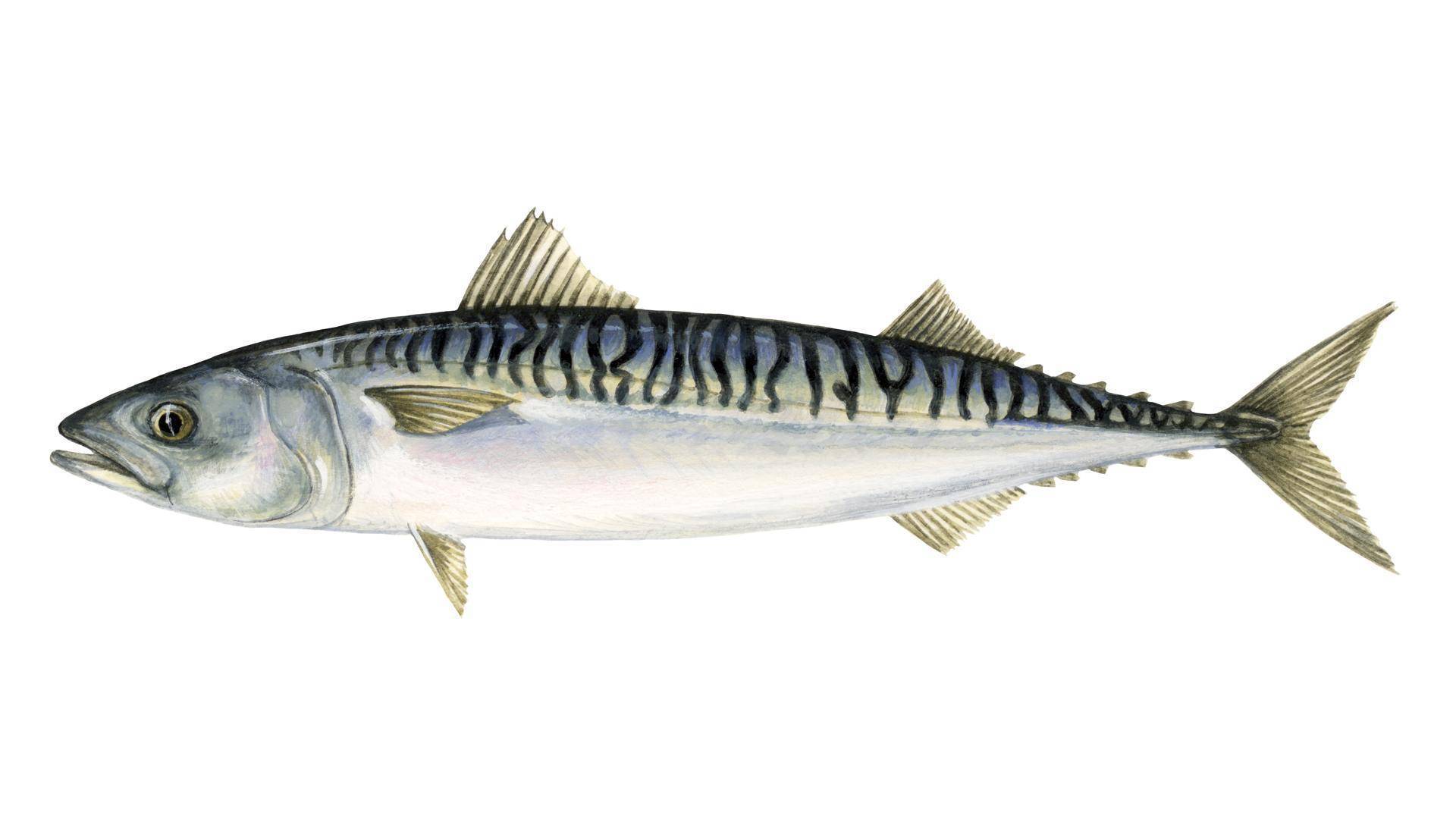 Рыба скумбрия: описание, польза вред, она морская или речная