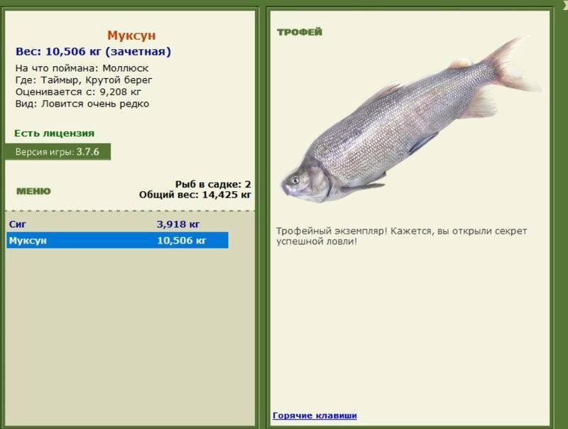 Рыба муксун – северный представитель семейства сиговых
