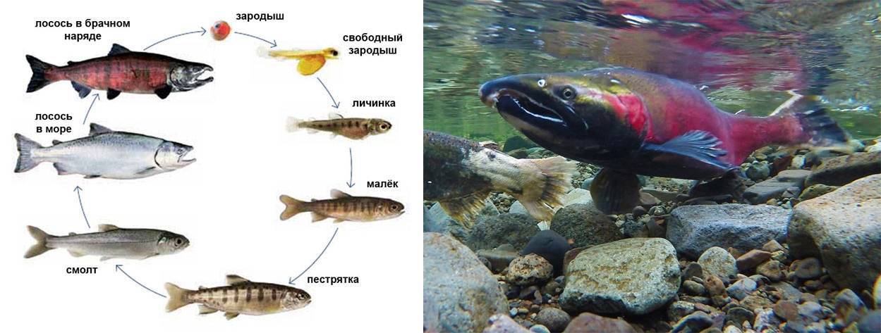 Рыба форель: виды, описание, места обитания