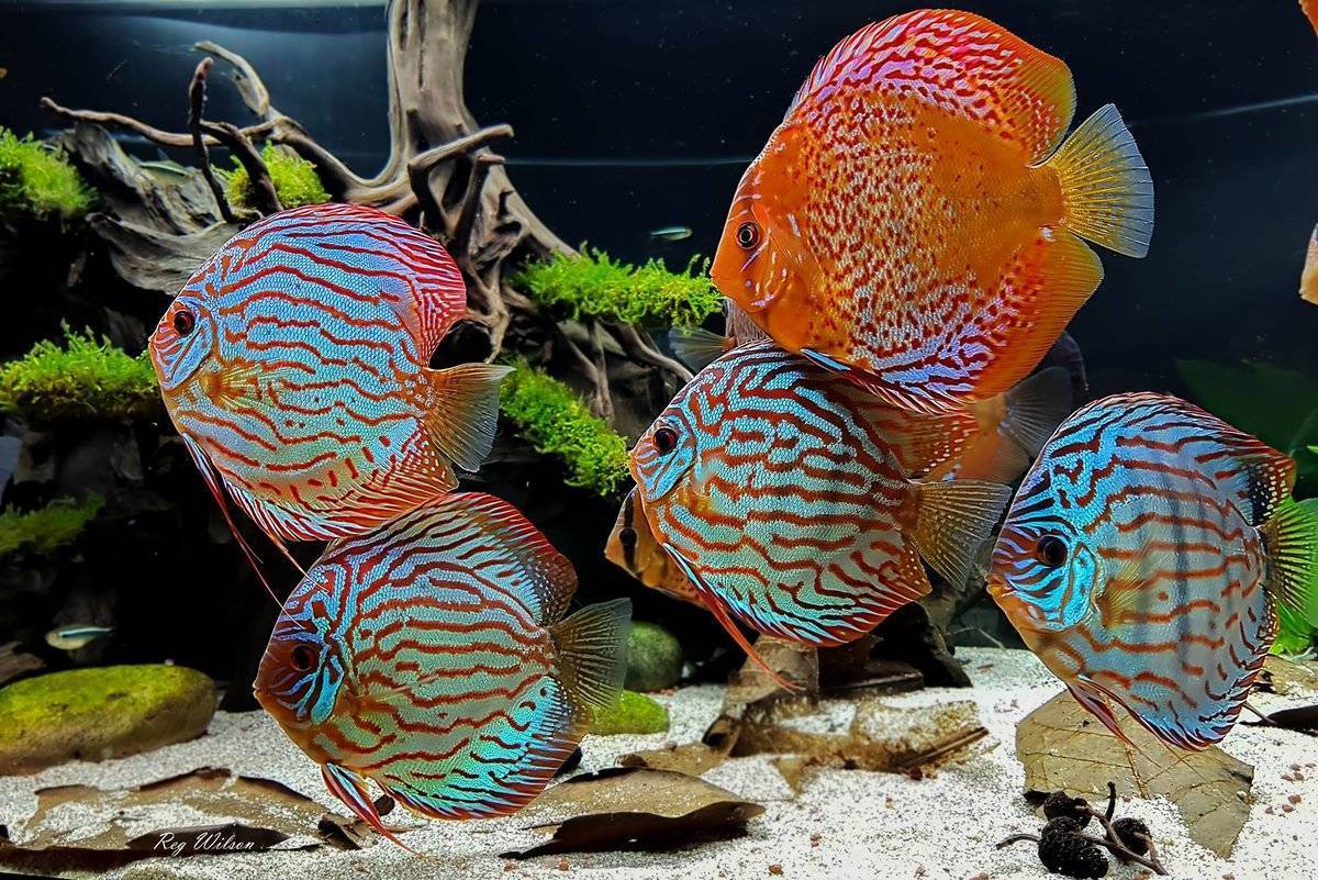 Самые опасные болезни дискусов и их лечение