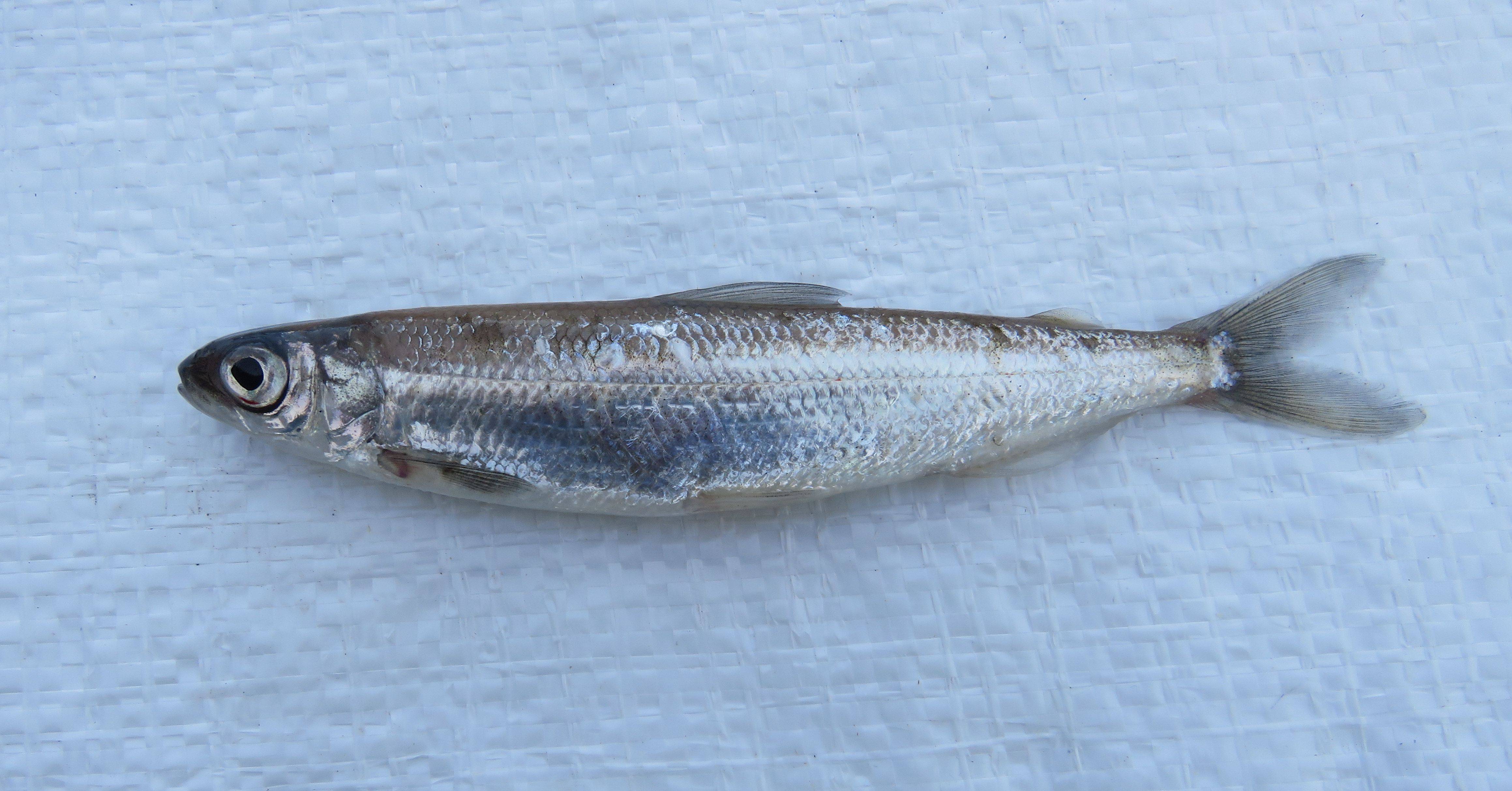 Северная рыба тугун описание, фото, ловля, рецепты приготовления