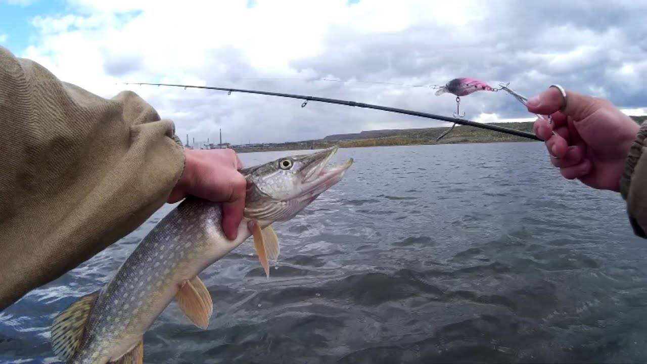 Рыбалка троллингом на реке. необходимые снасти для троллинга. видео