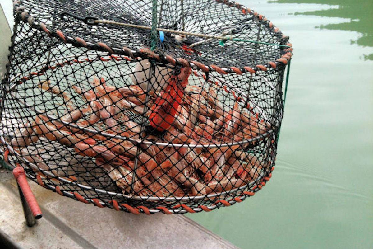 Запрещенные снасти и виды ловли - правила рыболовства