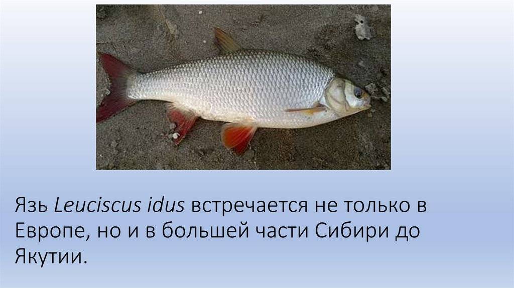 Язь рыба: описание с фото, отличия от голавля, где обитает