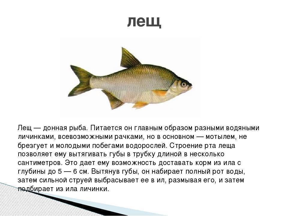 Рыбы описание для детей