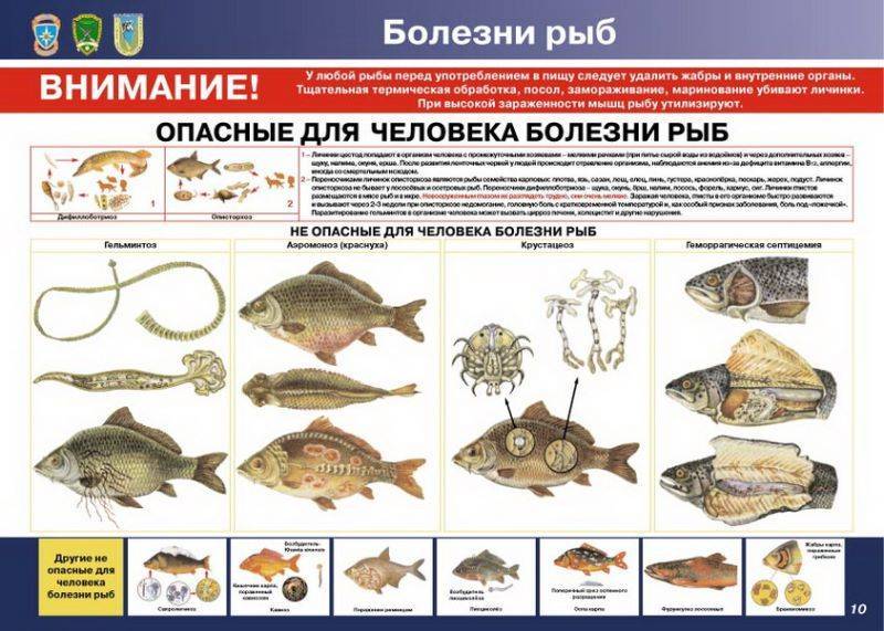 Какая рыба вредна. Болезни речных рыб опасные для человека. Болезни промысловых рыб. Плакат Пресноводные рыбы. Советы рыбакам.