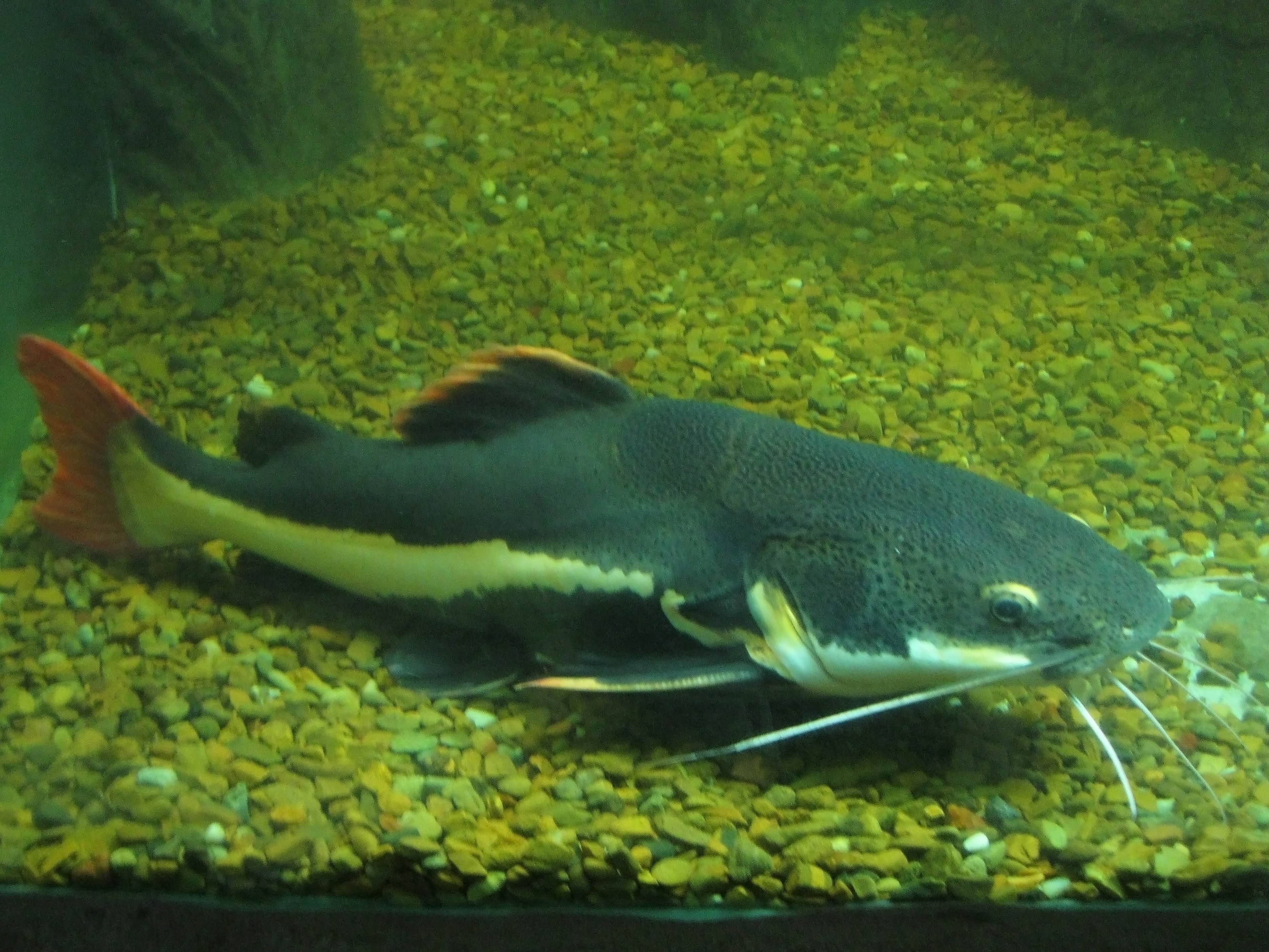 Рыба «Сом краснохвостый» фото и описание