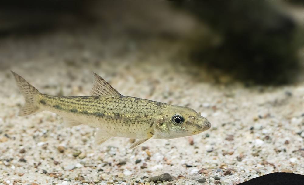 Пескарь: описание рыбы, где водится, виды и способы ловли