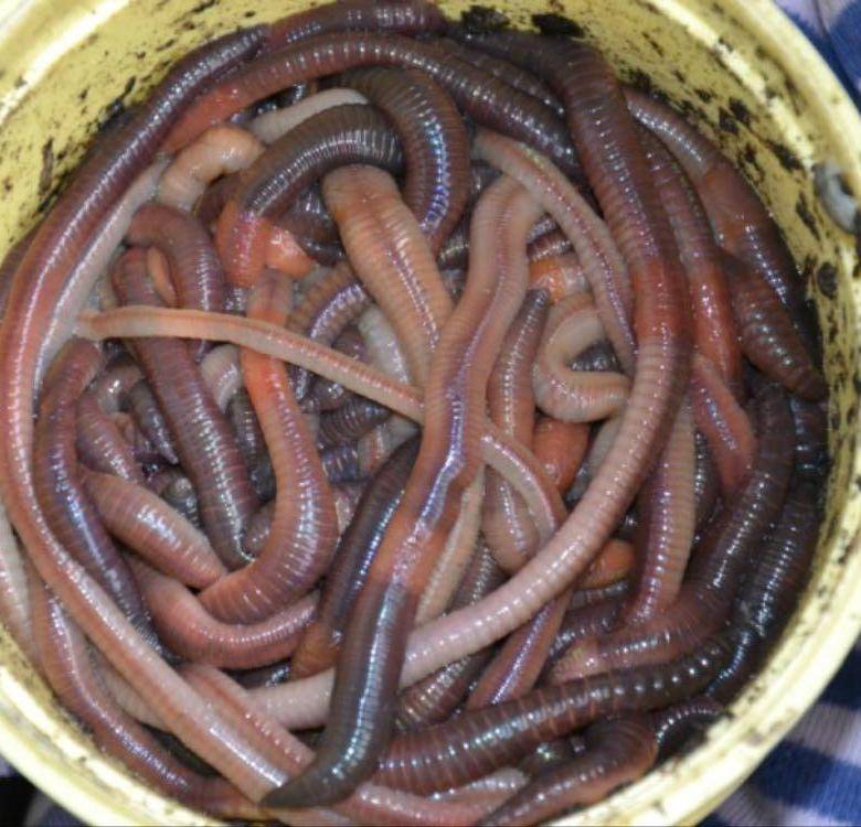 Выползок червь - сбор, хранение и чем кормить червей выползков