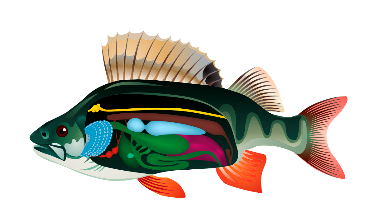 Системы органов рыб внутреннее строение. Внутреннее строение окуня окуня. Внутреннее строение рыбы рисунок биология. Речной окунь строение. Нарисовать внешнее строение речного окуня.