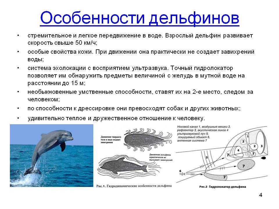 Физиологические признаки синего кита 5 класс. Особенности дельфинов. Дельфин особенности строения. Дельфин характеристика. Морфологическое описание дельфина.