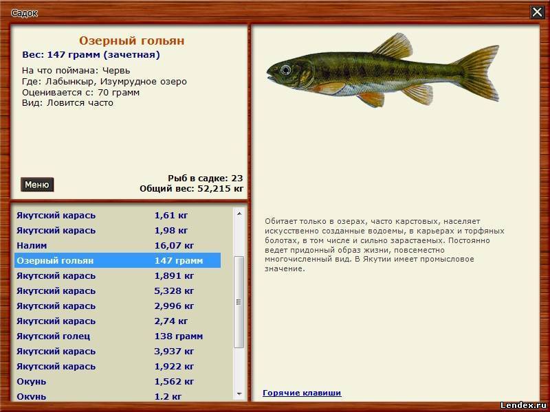 Рыба гольян: места обитания и техника ловли